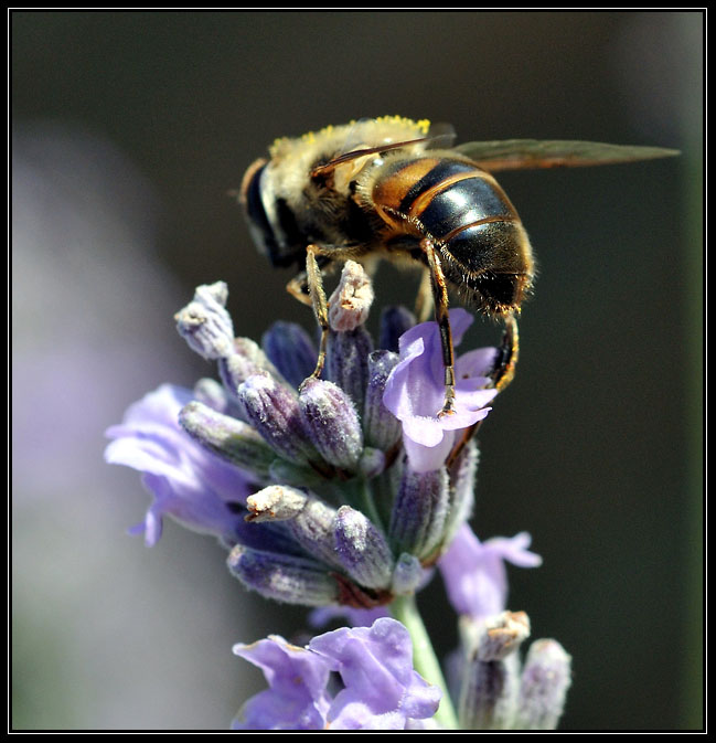 Abeille Butine 02